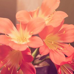 Fragrant Flower Essentials