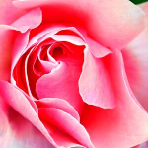 Personalized Floral Arrangement Builder